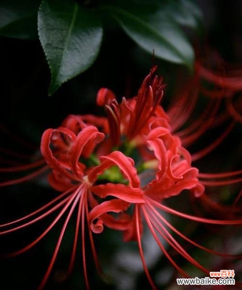 黑色曼陀罗花的美丽与深邃 黑色曼陀罗花语——独特神秘的象征之花