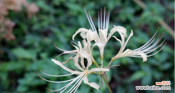 黑色曼陀罗花的美丽与深邃 黑色曼陀罗花语——独特神秘的象征之花