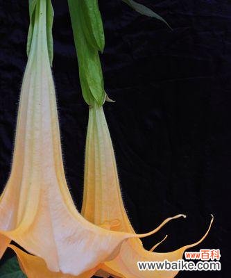 揭示黑色曼陀罗花背后的神秘之谜 黑色曼陀罗花的寓意