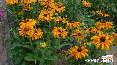 黑心菊的花语揭示人性中的黑暗面 以黑心菊的花语为主题的文章