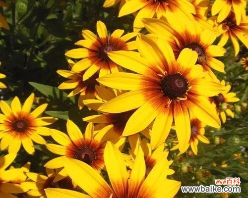 黑心菊的花语揭示人性中的黑暗面 以黑心菊的花语为主题的文章