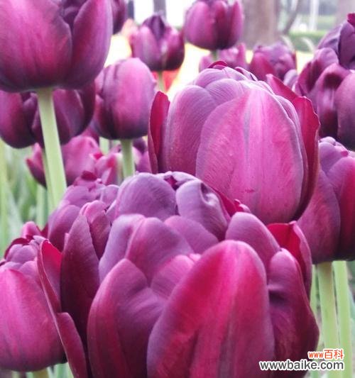 探索黑色郁金香的深邃情感与内涵 黑色郁金香花语