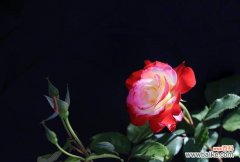 探索黑色玫瑰花的神秘之美 黑色玫瑰花的花语与寓意