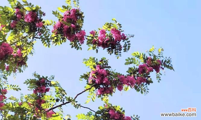 红花刺槐——热爱与希望的化身 红花刺槐花语