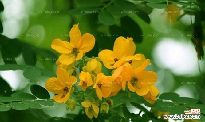 与黄槐树共舞的岁月 黄槐树