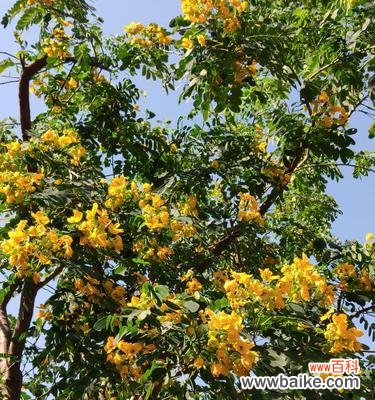 与黄槐树共舞的岁月 黄槐树