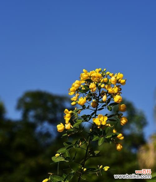 唤醒心灵的黄槐花 黄槐花的花语