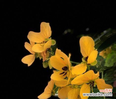 唤醒心灵的黄槐花 黄槐花的花语