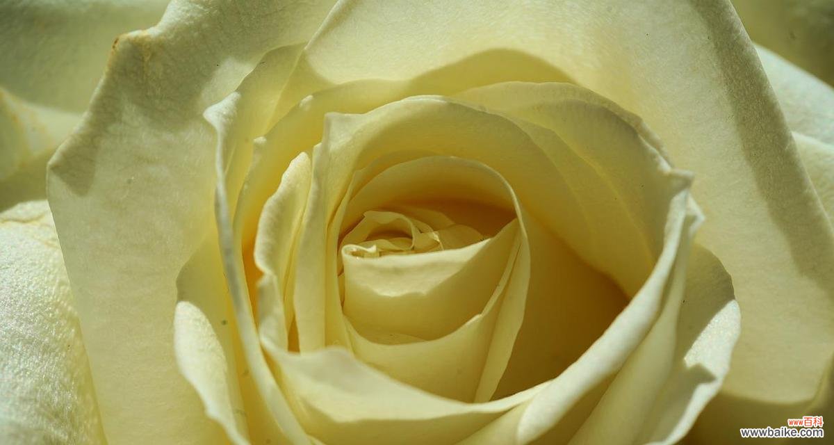 探索黄玫瑰的含义及其在不同文化中的象征意义 黄玫瑰的美丽与象征