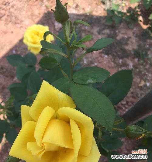 传递温馨与感激的黄玫瑰花语 黄玫瑰的寓意