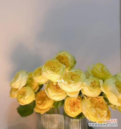 以花言巧语传递黄玫瑰的独特魅力 黄玫瑰的代表意义
