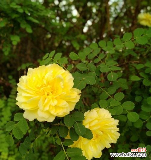 以花言巧语传递黄玫瑰的独特魅力 黄玫瑰的代表意义