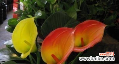 探寻马蹄莲花语的深层内涵 马蹄莲花