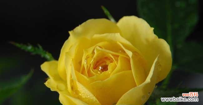 探寻每朵黄玫瑰所代表的情感和含义 黄玫瑰花语揭示心意之道