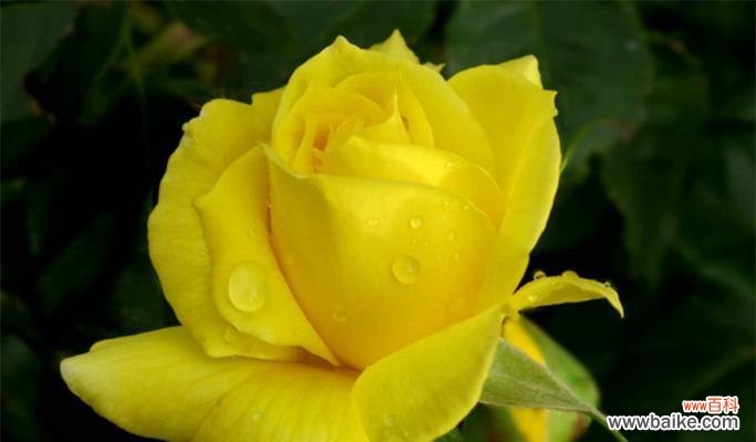 探寻每朵黄玫瑰所代表的情感和含义 黄玫瑰花语揭示心意之道