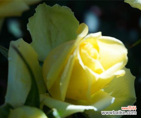 金色的爱与友情 黄玫瑰花的代表寓意