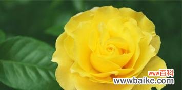 探索黄蔷薇花的意义和象征 黄蔷薇花语与代表意义