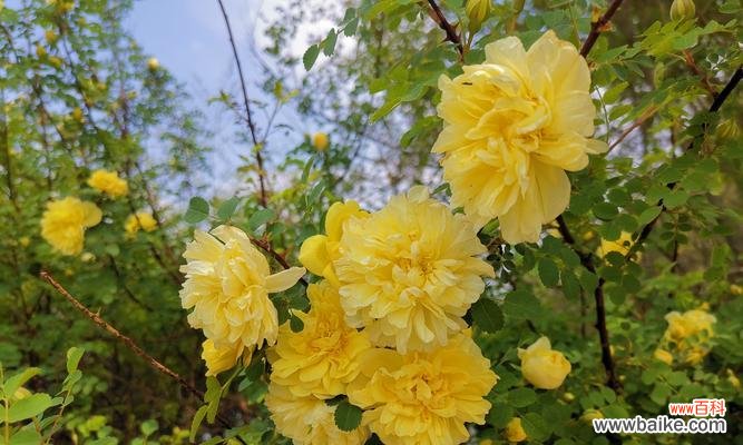 探索黄蔷薇花的意义和象征 黄蔷薇花语与代表意义