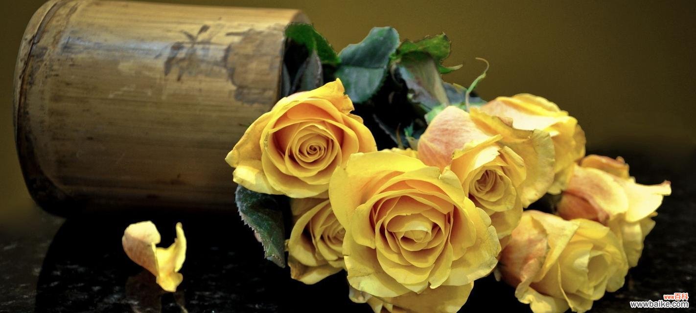 用黄玫瑰传递温暖与美好 黄玫瑰的象征意义