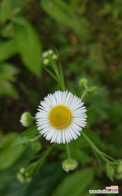 雏菊花语传递的情感和美好 雏菊花语