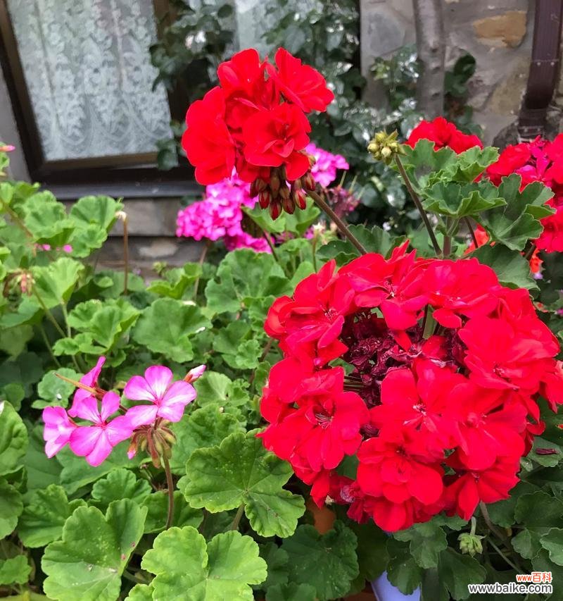 天竺葵的花语与意义 天竺葵的花语