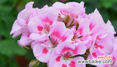 天竺葵的花语与意义 天竺葵的花语