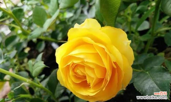 揭示黄月季花背后的深刻寓意与象征 黄月季花的寓意与象征——阳光与希望