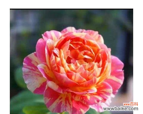 揭示黄月季花背后的深刻寓意与象征 黄月季花的寓意与象征——阳光与希望