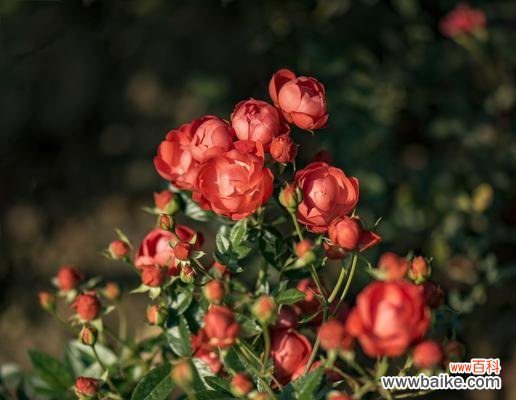 用花语诠释黄月季的美丽 黄月季花语