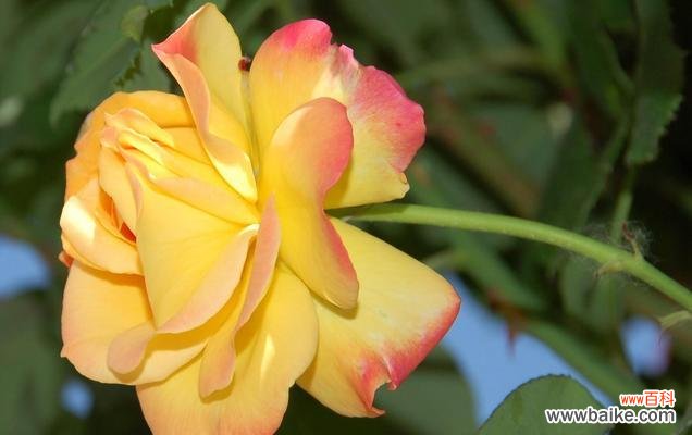 用花语诠释黄月季的美丽 黄月季花语