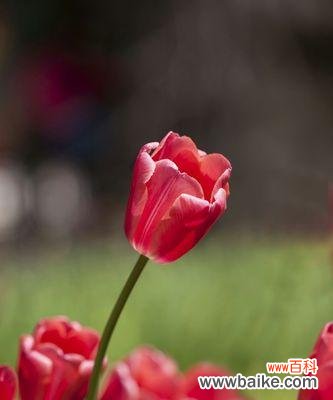探寻黄郁金香背后的花语密码 黄郁金香花语