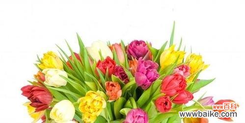 探寻黄郁金香背后的花语密码 黄郁金香花语