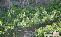 生命的坚韧与繁荣——黄杨树的象征意义 以黄杨树的寓意为主题的文章