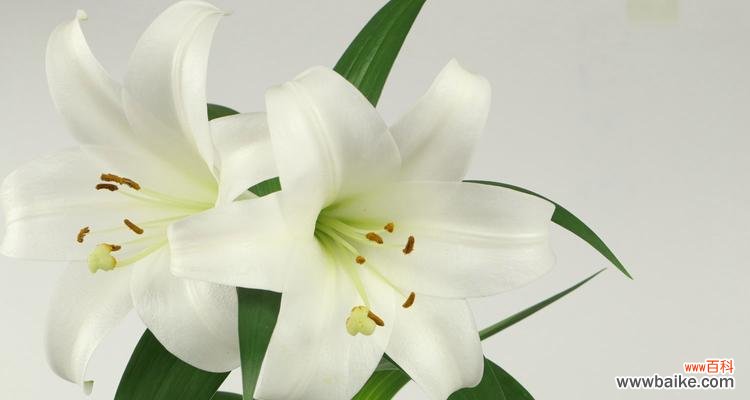 揭示黄天霸百合花的花语与寓意 以黄天霸百合花的花语为主题的探索