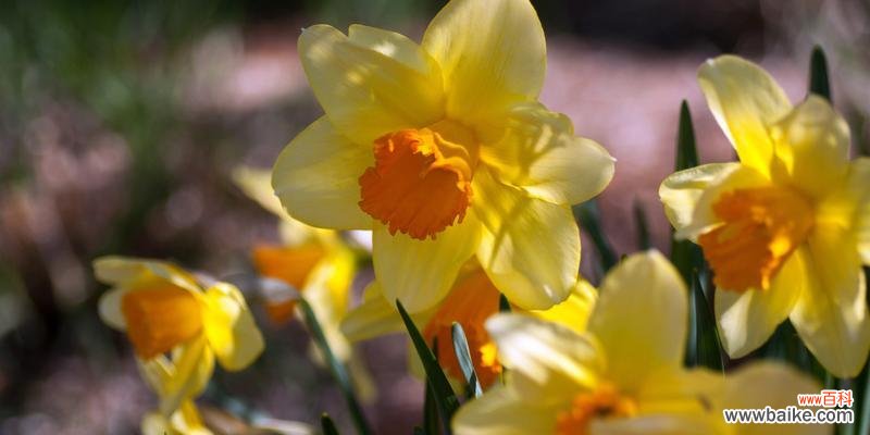 秋天的恩赐与希望 黄水仙花花语之美