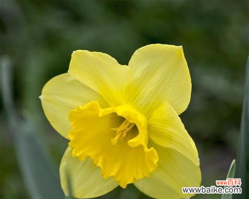 秋天的恩赐与希望 黄水仙花花语之美