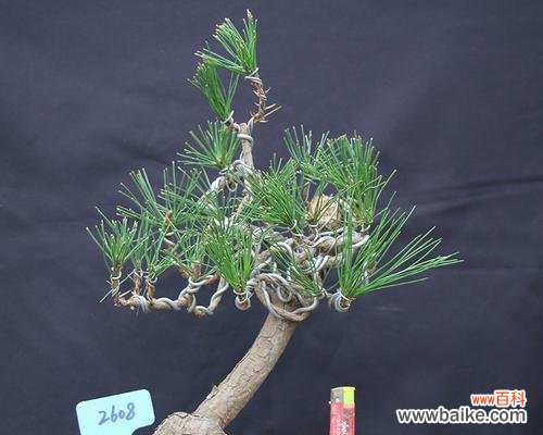 生命与希望在黄山松中绽放 黄山松