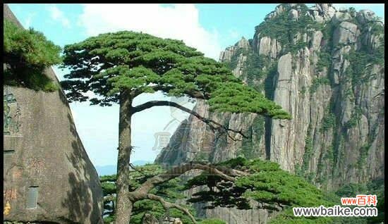 生命与希望在黄山松中绽放 黄山松