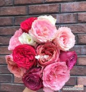 探寻混色玫瑰的神秘花语 混色玫瑰花语