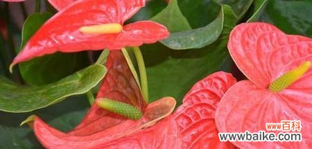 探寻火鹤花语的起源与意义 火鹤花语