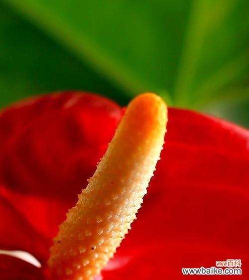 揭秘火鹤花的神秘力量与优雅魅力 火鹤花的象征寓意与美丽之谜