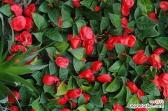 探寻火鹤花的寓意与象征 火鹤花花语