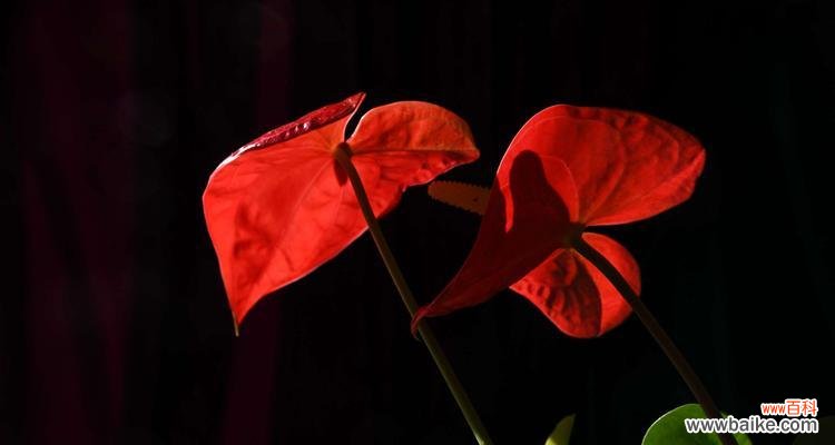 探寻火鹤花的花语奥秘 火鹤花