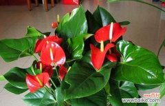 探寻火鹤花的花语奥秘 火鹤花