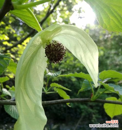 探索活化石植物的奥秘 活化石植物