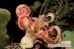 探索活化石植物的奥秘 活化石植物