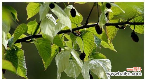 探索活化石植物的奥秘 活化石植物