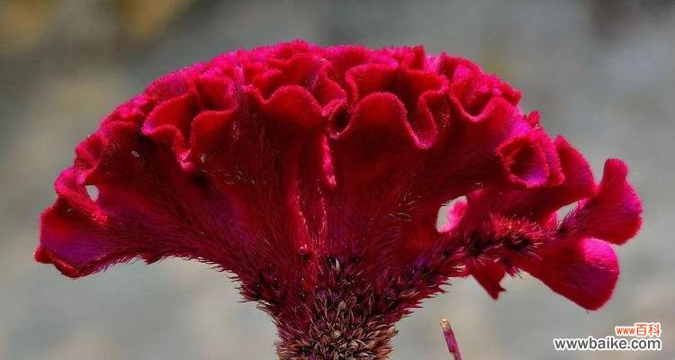 以鸡冠花的寓意为主题 鸡冠花
