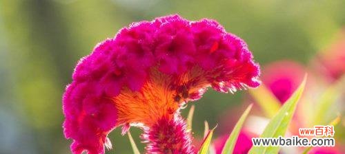 探寻鸡冠花花语的深层意义 鸡冠花