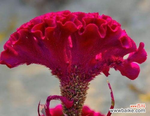 探寻鸡冠花花语的深层意义 鸡冠花